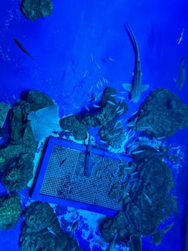 DMMかりゆし水族館に投稿された画像（2024/2/27）