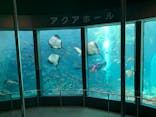 下田海中水族館に投稿された画像（2024/2/27）