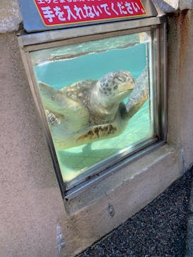 下田海中水族館に投稿された画像（2024/2/27）