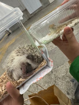 レプタイルズフィーバー 2026 Winter に投稿された画像（2024/2/27）