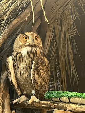 カワスイ 川崎⽔族館に投稿された画像（2024/2/27）