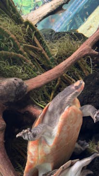 カワスイ 川崎⽔族館に投稿された画像（2024/2/27）