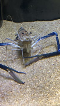 カワスイ 川崎⽔族館に投稿された画像（2024/2/27）