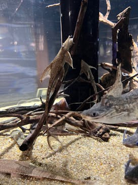 カワスイ 川崎⽔族館に投稿された画像（2024/2/27）