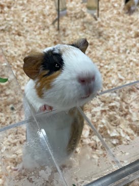 いきもの探検隊上尾に投稿された画像（2024/2/27）