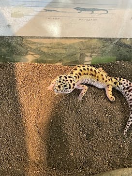 いきもの探検隊上尾に投稿された画像（2024/2/27）