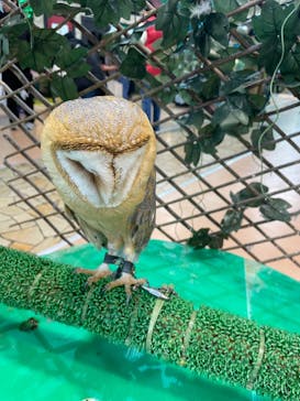 いきもの探検隊上尾に投稿された画像（2024/2/27）