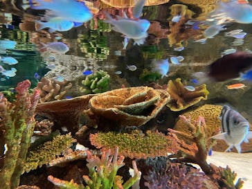 DMMかりゆし水族館に投稿された画像（2024/2/27）