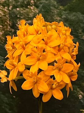 世界らん展2026-花と緑の祭典-に投稿された画像（2024/2/27）