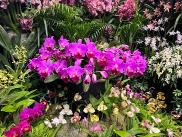 世界らん展2026-花と緑の祭典-に投稿された画像（2024/2/27）