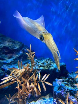 サンシャイン水族館に投稿された画像（2024/2/27）