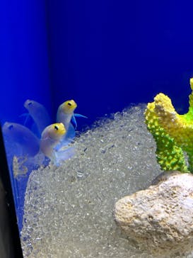 サンシャイン水族館に投稿された画像（2024/2/27）