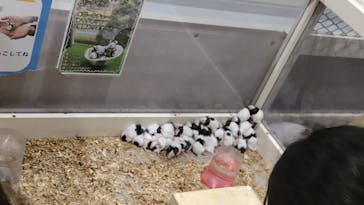 アニタッチみなとみらいに投稿された画像（2024/2/27）