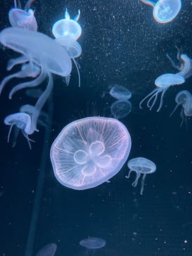 京都水族館に投稿された画像（2024/2/28）