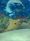 サンシャイン水族館に投稿された画像（2024/2/28）