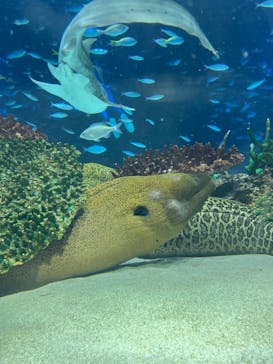 サンシャイン水族館に投稿された画像（2024/2/28）