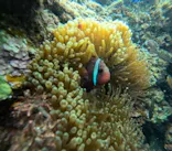 沖縄マリンサービス碧に投稿された画像（2024/2/28）