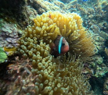 沖縄マリンサービス碧に投稿された画像（2024/2/28）