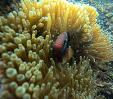 沖縄マリンサービス碧に投稿された画像（2024/2/28）