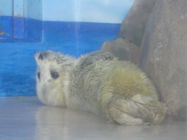 しながわ水族館に投稿された画像（2024/2/28）