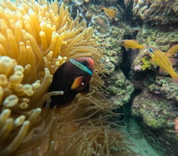 沖縄マリンサービス碧に投稿された画像（2024/2/28）