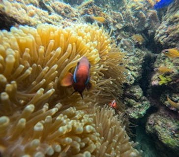 沖縄マリンサービス碧に投稿された画像（2024/2/28）