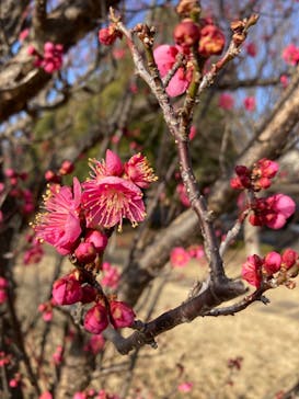 偕楽園本園に投稿された画像（2024/2/28）