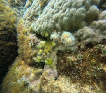 沖縄マリンサービス碧に投稿された画像（2024/2/28）