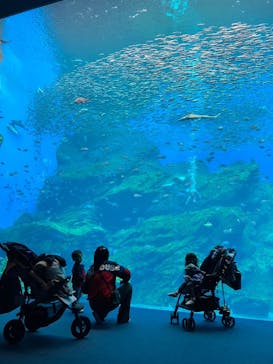 仙台うみの杜水族館に投稿された画像（2024/2/28）