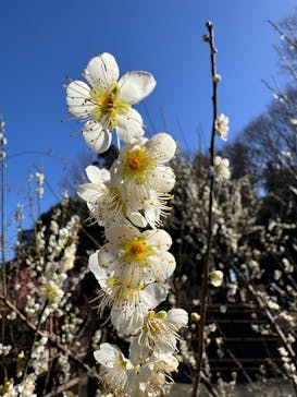 偕楽園本園に投稿された画像（2024/2/28）
