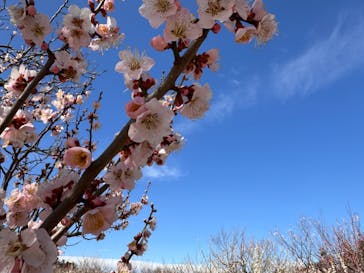 偕楽園本園に投稿された画像（2024/2/28）