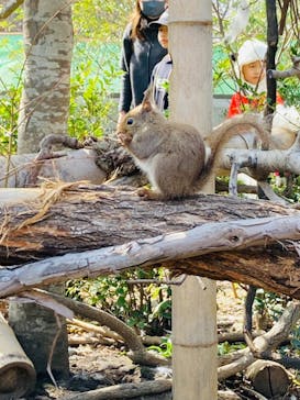 神戸どうぶつ王国に投稿された画像（2024/2/28）