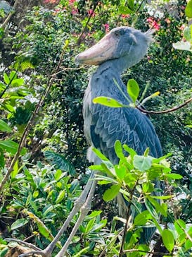 神戸どうぶつ王国に投稿された画像（2024/2/28）