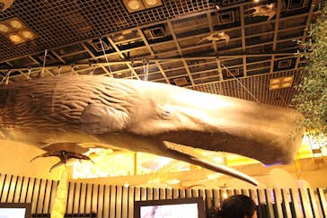 国立科学博物館に投稿された画像（2024/2/28）