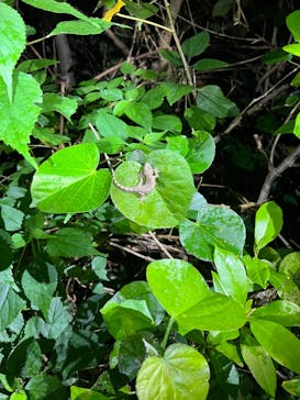 宮古島 ADVENTURE PiPi（ミヤコジマ アドベンチャー ピピ）に投稿された画像（2024/2/28）