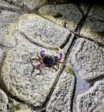 宮古島 ADVENTURE PiPi（ミヤコジマ アドベンチャー ピピ）に投稿された画像（2024/2/28）