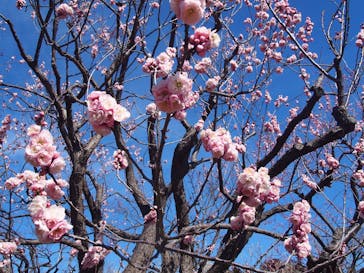 偕楽園本園に投稿された画像（2024/2/28）