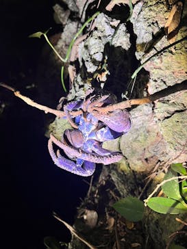 石垣島 ADVENTURE PiPi（イシガキジマアドベンチャーピピ）に投稿された画像（2024/2/28）