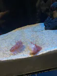 サンシャイン水族館に投稿された画像（2024/2/29）