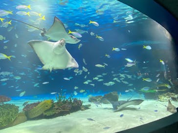 サンシャイン水族館に投稿された画像（2024/2/28）