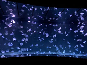 サンシャイン水族館に投稿された画像（2024/2/28）