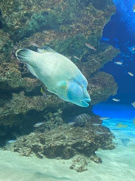 サンシャイン水族館に投稿された画像（2024/2/28）