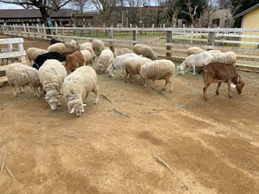 成田ゆめ牧場に投稿された画像（2024/2/28）