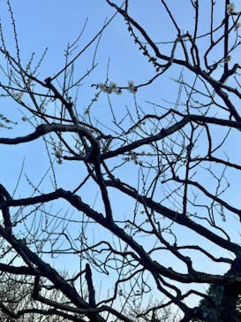 偕楽園本園に投稿された画像（2024/2/29）