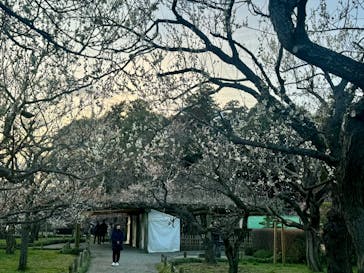 偕楽園本園に投稿された画像（2024/2/29）