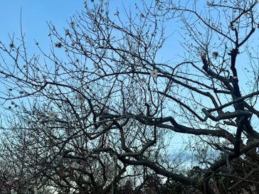 偕楽園本園に投稿された画像（2024/2/29）