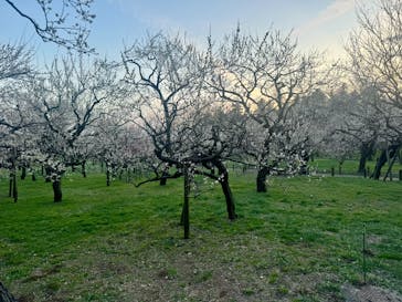 偕楽園本園に投稿された画像（2024/2/29）
