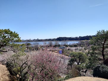 偕楽園本園に投稿された画像（2024/2/29）