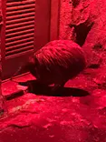天王寺動物園に投稿された画像（2024/2/29）