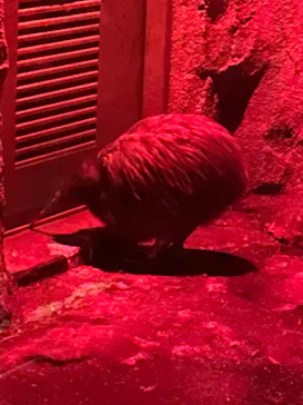 天王寺動物園に投稿された画像（2024/2/29）